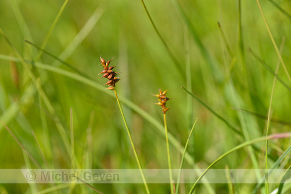 Tweehuizige zegge; Dioecious Sedge; Carex dioica