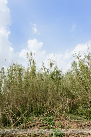 Giant reed; Arundo donax