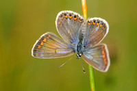 Icarusblauwtje;Common Blue;Polyommatus icaru