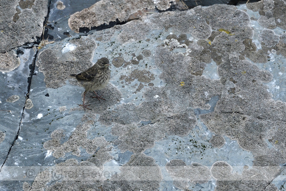 Oeverpieper; Eurasian Rock pipit; Antuhs petrosus;