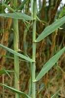 Pijlriet - Giant reed - Arundo donax