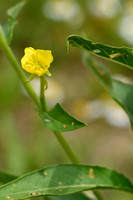 Zandteunisbloem; Smallflowered Evening Primrose; Oenothera defle