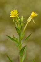 Zandteunisbloem; Smallflowered Evening Primrose; Oenothera defle