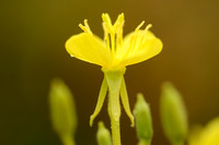 Kleine Teunisbloem; Small-flowered evening-primrose; Oenothera p