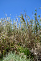 Giant reed; Arundo donax