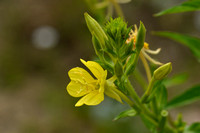 zandteunisbloem; Smallflowered Evening primrose; Oenothera defle