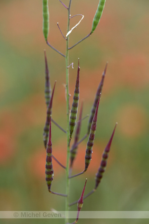 Radijs; Wild Radish; Raphnus raphanistrum