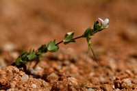 Lotus conimbricensis