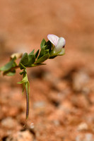 Lotus conimbricensis