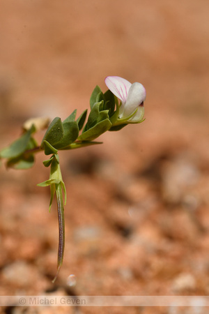 Lotus conimbricensis