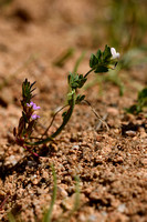 Lotus conimbricensis