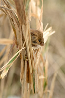 Dwergmuis; harvest mouse; Micromys minutus;