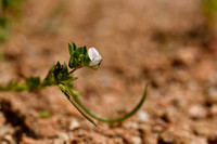 Lotus conimbricensis