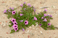 Petunia; Petunia x hybrida