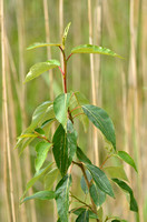 Zwarte Balsempopulier; Western Balsam-poplar; Populus trichocarp