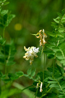Heidewikke; Wood Bitter-vetch; Vicia orobus