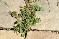 Euphorbia massiliensis