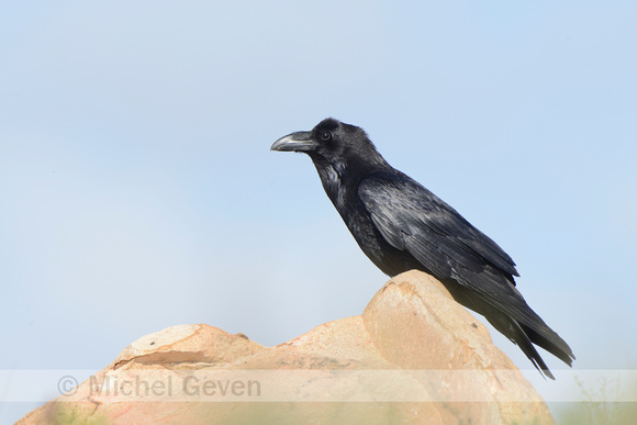 Raaf; Raven; Corvus Corax