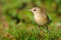 Tuinfluiter - Garden Warbler - Sylvia borin