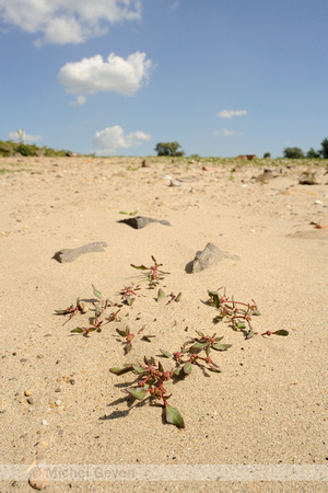 Zeegroene ganzenvoet;Oak-leaved Goosefoot;Chenopodium glaucum