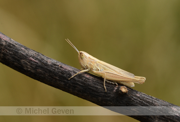Elegante prairiesprinkhaan; Elegant Straw Grasshopper; Euchorthi