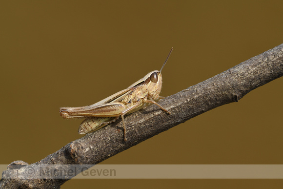 Elegante prairiesprinkhaan; Elegant Straw Grasshopper; Euchorthi