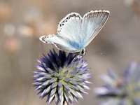 Provençaals Bleek Blauwtje -  Provence Chalk-hill Blue -  Polyommatus hispana