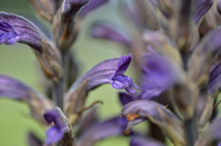 Blauwe Bremraap - Yarrow Broomrape - Orobanche purpurea