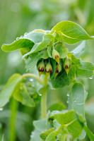 Alpen Wasbloem;Smooth Honeywort; Cerinthe glabra; mélinet glabre
