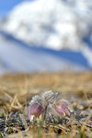 Lenteanemoon; Pulsatilla vernalis; Spring Pasque flower