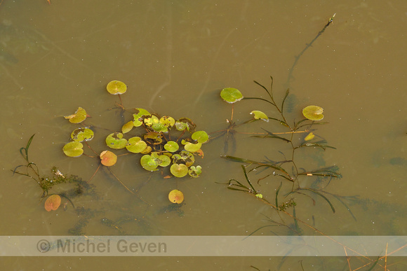 Puntig fonteinkruid; Flat-stalked Pondweed; Potamogeton mucronat
