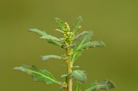 Zeegroene ganzenvoet; Oak-leaved Goosefoot; Cheopodium glaucum