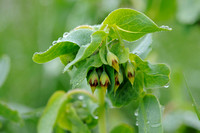 Alpen Wasbloem;Smooth Honeywort; Cerinthe glabra; mélinet glabre