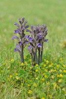 Blauwe bremraap; Yarrow Broomrape; Orobanche purpurea