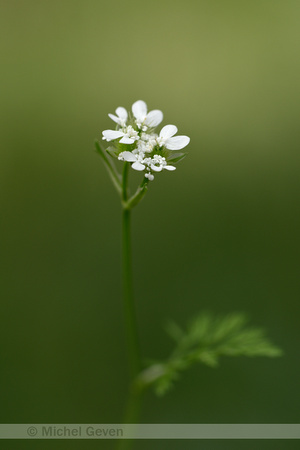 Flat-fruit orlaya; Orlaya daucoides