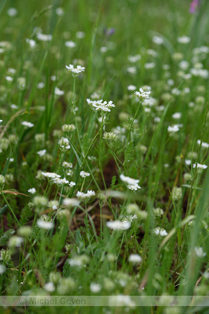 Flat-fruit orlaya; Orlaya daucoides