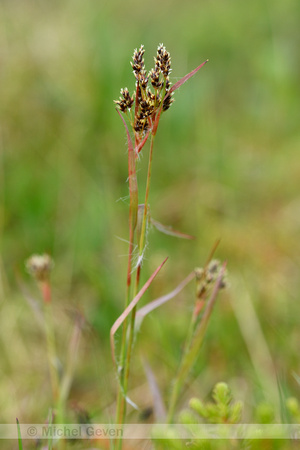 Veelbloemige veldbies; Heath Wood-Rush; Luzula multiflora