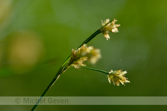 Veelbloemige Veldbies; Heath Wood-rush; Luzula multiflora