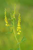 Citroengele honingklaver; Yellow Sweetclover; Melilotus officina