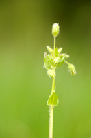 Duinvogelmuur - Lesser chickweed - Stellaria pallida