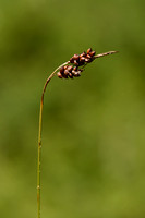 Glossy Fruited Sedge; Carex liparocarpos