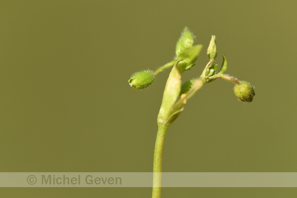 Duinvogelmuur; Lesser chickweed; Stellaria apetala