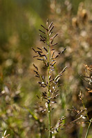 Stinkend liefdesgras - Stink-grass - Eragrostris cilianensis