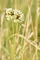 Allium coppoleri