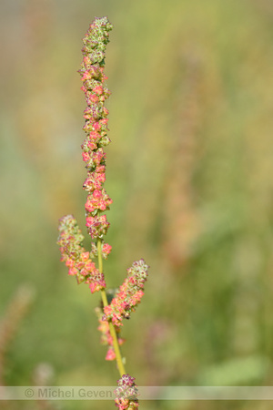 Strandmelde; Grass-leaved Orache; Atriplex littoralis