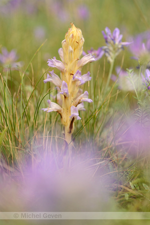 Orobanche arenaria