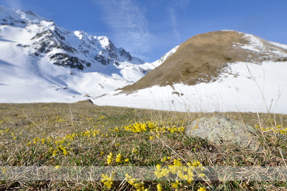 Altijdgroen Hongerbloempje;  Yellow Saxifrage; Draba azoides