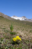 Altijdgroen Hongerbloempje;  Yellow Saxifrage; Draba azoides