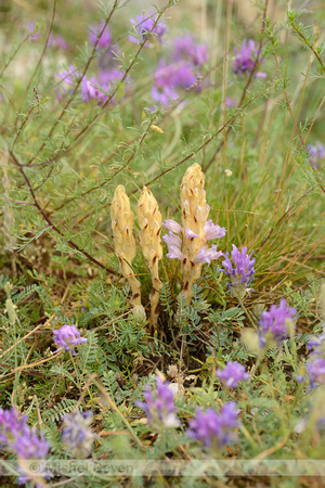 Orobanche arenaria