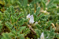 Astragalus sempervirens